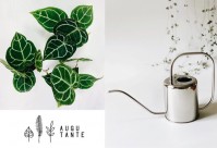 Augu Tante - интернет-магазин комнатных растений