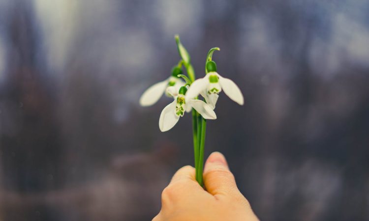 davanas danija valentina diena