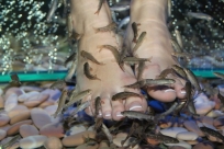 Процедура для ног с рыбками Garra Rufa, 40 минут
