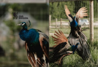 Sigulda Zoo apmeklējums 2 personām