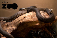 Pikanta pieaugušo ekskursija Rīga ZOO Zvērīgi Seksīgi
