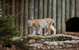 Rīgas zoodārza abonements pieaugušajam 