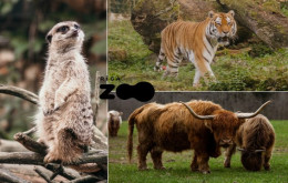 Rīgas Zoodārza apmeklējums pieaugušajam