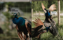 Sigulda Zoo apmeklējums 2 personām