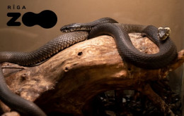 Pikanta pieaugušo ekskursija Rīga ZOO Zvērīgi Seksīgi