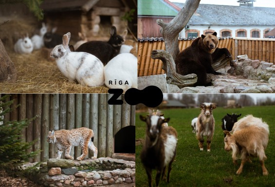 Rīgas zoodārza abonements bērnam