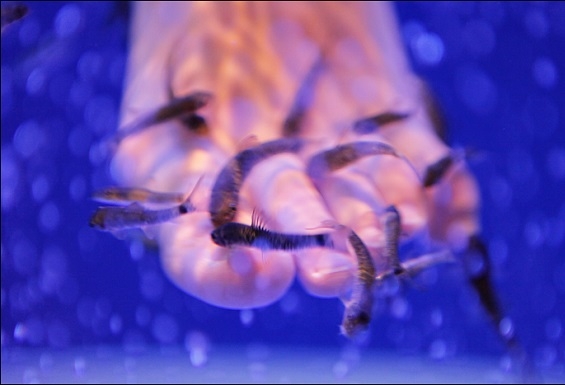 Fish SPA